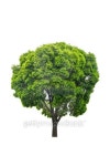 Green tree isolated 이미지 (178758434) - 게티이미지뱅크 Green tree isolated