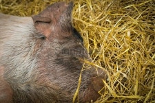 Large sleeping pig 이미지 (187421821) - 게티이미지뱅크 Large sleeping pig