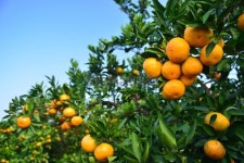 Ripe orange on a tree 이미지 (187987177) - 게티이미지뱅크 Ripe orange on a tree