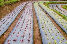 Rows of lettuce plants growing on farm 이미지 (461174303) - 게티이미지뱅크 Rows of lettuce plants growing on farm