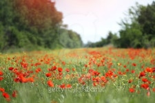 Poppy field 이미지 (178445557) - 게티이미지뱅크 Poppy field