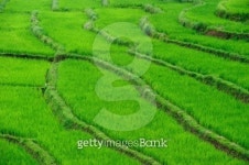 Rice Paddy 이미지 (181191798) - 게티이미지뱅크 Rice Paddy