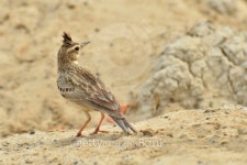 Crested Lark 이미지 (453223401) - 게티이미지뱅크 Crested Lark