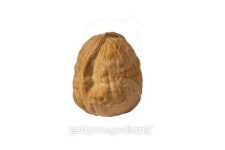 walnut isolated 이미지 (456065257) - 게티이미지뱅크 walnut isolated