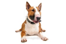 Bull Terrier 이미지 (177858027) - 게티이미지뱅크 Bull Terrier