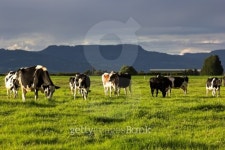 Cow farm in Australia 이미지 (178608363) - 게티이미지뱅크 Cow farm in Australia