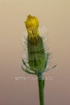 yellow  hypochoeris radicata 이미지 (179103316) - 게티이미지뱅크 yellow  hypochoeris radicata
