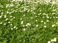 Daisy 이미지 (178033022) - 게티이미지뱅크 Daisy