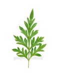 green leaf 이미지 (186347881) - 게티이미지뱅크 green leaf