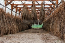 Mugwort - Artemisia vulgaris 이미지 (452080333) - 게티이미지뱅크 Mugwort - Artemisia vulgaris