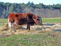 cow feeding 이미지 (175806836) - 게티이미지뱅크 cow feeding