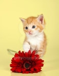 Cute kitten toughing a red flower 이미지 (178083670) - 게티이미지뱅크 Cute kitten toughing a red flower