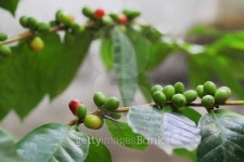 Organic coffee M(오가닉커피엠) | Organic coffee beans 이미지 (167471920) - 게티이미지뱅크 Organic coffee beans