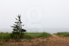 Path and Evergreen 이미지 (454125357) - 게티이미지뱅크 Path and Evergreen