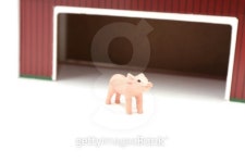 Pig outside farm 이미지 (452081461) - 게티이미지뱅크 Pig outside farm