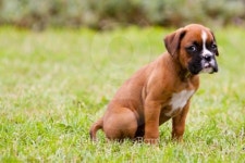 Boxer Puppy 이미지 (177719383) - 게티이미지뱅크 Boxer Puppy