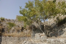 tree 이미지 (186004662) - 게티이미지뱅크 tree