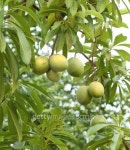 Cerbera oddloam fruit on tree 이미지 (180155940) - 게티이미지뱅크 Cerbera oddloam fruit on tree