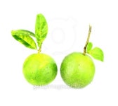 two lemon 이미지 (477884553) - 게티이미지뱅크 two lemon