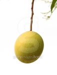 Cerbera oddloam fruit on tree 이미지 (181611613) - 게티이미지뱅크 Cerbera oddloam fruit on tree