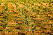 apple garden 이미지 (163255282) - 게티이미지뱅크 apple garden