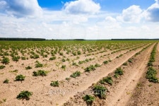 potato field 이미지 (163198019) - 게티이미지뱅크 potato field