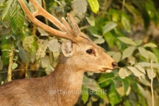 Hog deer 이미지 (179058405) - 게티이미지뱅크 Hog deer