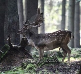 Fallow deer 이미지 (175946827) - 게티이미지뱅크 Fallow deer