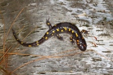 Spotted Salamander (Ambystoma maculatum) 이미지 (462844223) - 게티이미지뱅크 Spotted Salamander (Ambystoma maculatum)