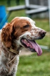english setter 이미지 (453184769) - 게티이미지뱅크 english setter