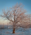 Winter tree in the morning 이미지 (165518371) - 게티이미지뱅크 Winter tree in the morning