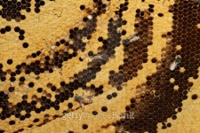 bees on honeycells 이미지 (451076033) - 게티이미지뱅크 bees on honeycells