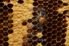 bees on honeycells 이미지 (451076031) - 게티이미지뱅크 bees on honeycells