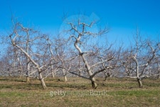 Apple Trees in Early Spring 이미지 (177699037) - 게티이미지뱅크 Apple Trees in Early Spring