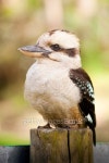 Kookaburra 이미지 (161955646) - 게티이미지뱅크 Kookaburra