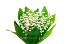 Lily of the valley 이미지 (163734670) - 게티이미지뱅크 Lily of the valley