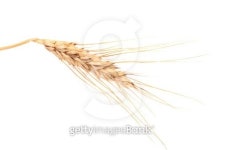 Close up of ripe wheat. 이미지 (187542758) - 게티이미지뱅크 Close up of ripe wheat.