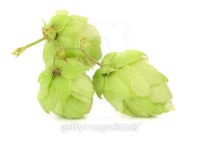 Close up of hop flowers 이미지 (457869291) - 게티이미지뱅크 Close up of hop flowers