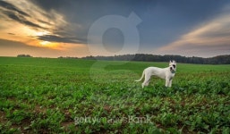 Dogo argentino on the field 이미지 (186100975) - 게티이미지뱅크 Dogo argentino on the field