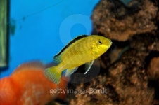 fish in the aquarium 이미지 (466961017) - 게티이미지뱅크 fish in the aquarium