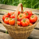 Tomatoes in Woven Basket 이미지 (187312187) - 게티이미지뱅크 Tomatoes in Woven Basket