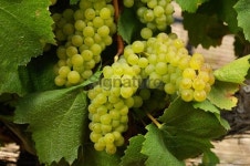 Close-up of Organic Chardonnay Wine Grapes on Vine 이미지 (186748194) - 게티이미지뱅크 Close-up of Organic Chardonnay Wine... 