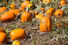 Field of Pumpkins 이미지 (187203070) - 게티이미지뱅크 Field of Pumpkins