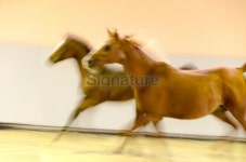 Panning and blurred motion - Horses in speed 이미지 (187124980) - 게티이미지뱅크 Panning and blurred motion - Horses in speed