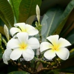 white and yellow frangipani flowers 이미지 (184831270) - 게티이미지뱅크 white and yellow frangipani flowers