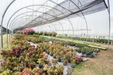 The hydroponics in greenhouses 이미지 (461782203) - 게티이미지뱅크 The hydroponics in greenhouses