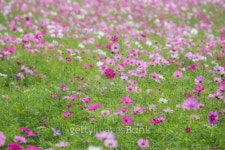 cosmos flower 이미지 (461829147) - 게티이미지뱅크 cosmos flower