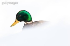 Anas platyrhynchos, Mallard. 이미지 (175780461) - 게티이미지뱅크 Anas platyrhynchos, Mallard.