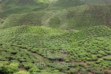 Tea Field in Cameron Highlands, Malaysia 이미지 (181434147) - 게티이미지뱅크 Tea Field in Cameron Highlands, Malaysia