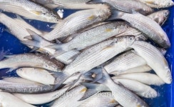 Fresh Mullet fish (L. seheli) 이미지 (452725769) - 게티이미지뱅크 Fresh Mullet fish (L. seheli)